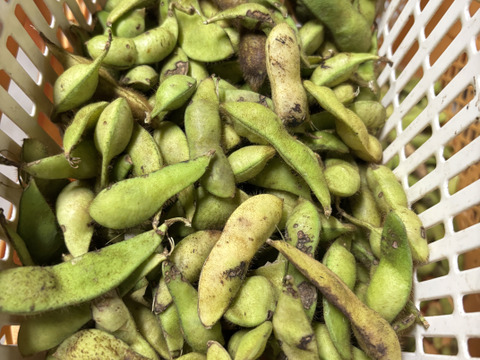 がお　訳あり枝豆5キロ 業務用 枝豆 激安 5kg 新潟県阿賀野産 訳あり 送料無料 | 新潟