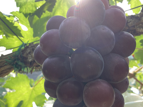 岡山県産
黒ぶどうのサラブレッド！
【ブラックビート】
家庭用約1kg〜以上（2〜3房）