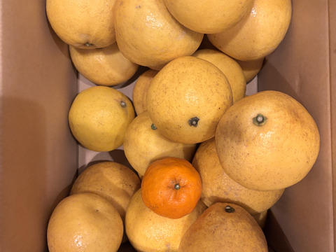 【有機JAS認証】パール柑10kg