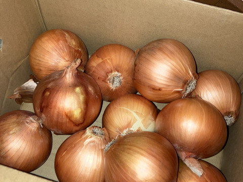 【冬ギフト＝日時指定OK】淡路島玉ねぎ5kg【野菜ソムリエサミット金賞🏆】
