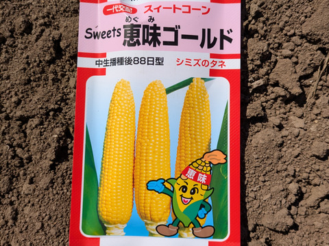 予約販売限定】10本入り 甘さ抜群！北海道産とうもろこし 恵味ゴールド