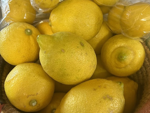 ギュッと濃縮【ドライレモン】15ｇ×２袋