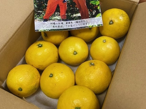 【初夏の味】ニューサマーオレンジ　２ｋｇ