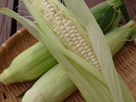 激甘!!富士山麓育ち!!白いとうもろこし『ホワイトショコラ』10本セット