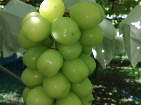 🍇朝採り🍇　1房500g超え果汁たっぷりのシャインマスカット(1.5kg・2～３房入り)