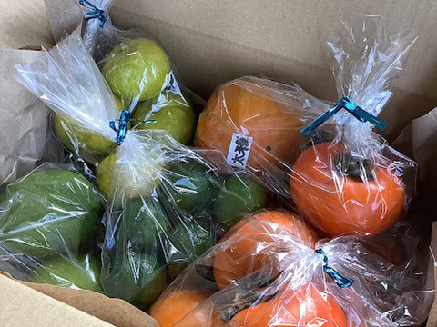 【猫丸様専用】秋のスペシャルセット