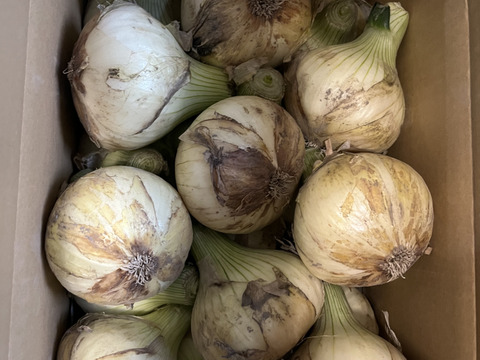 【祝!3年連続金賞🏆】淡路島新玉ねぎ5kg