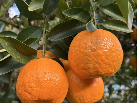 みかんより糖度の高い「ちえポンカン」　１０㌔