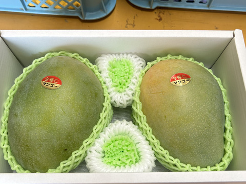 キーツマンゴー　贈答用　2KG　沖縄産 贈答用】沖縄県産キーツマンゴー 2kg（2~3玉）：沖縄県産の