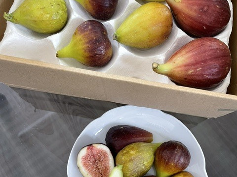 【朝採れ】完熟いちじく｜3～4品種食べ比べ｜ご家庭用｜