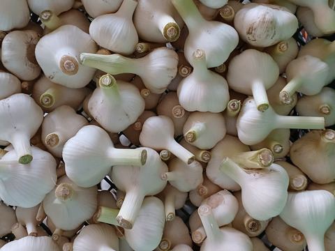 サラバ　夏バテ！にんにくパワー★ニンニク1ｋ～農薬/化学肥料・不使用