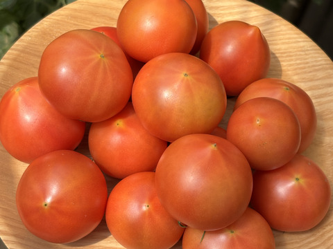 抜群の味！フルーツトマト　1kg