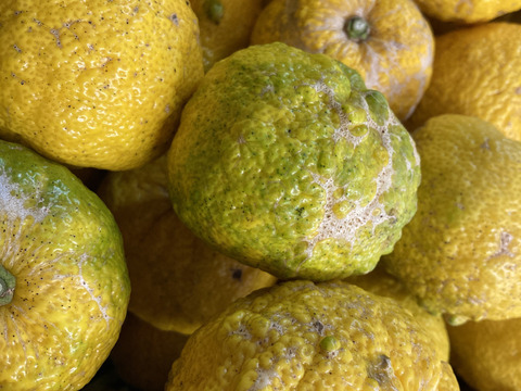 【傷あり】高知県ゆず2㎏　＃栽培期間中農薬・化学肥料不使用