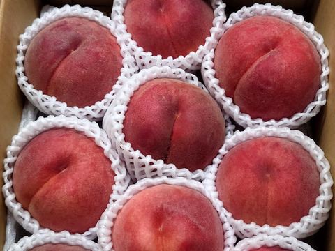 運命の出会い⁉️【67品種の桃を栽培】品種は何が届くかお楽しみ！白桃3㎏【夏ギフト】