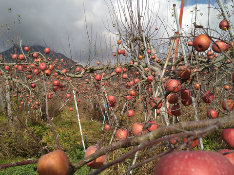 りんご　フジ　　約６８％農薬カット　7-8個　中、小玉　キズ等、黒点できるだけ無いりんご