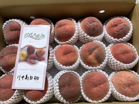 昨年3000件発送！うまいっ！【川中島白桃！！】5kg(10-16 玉）【夏ギフト】