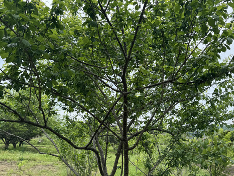 自然農法栽培農薬不使用　 桑の葉  200枚以上お入れしてお送りいたします    　桑の葉茶などに　5月から出荷スタート致します。