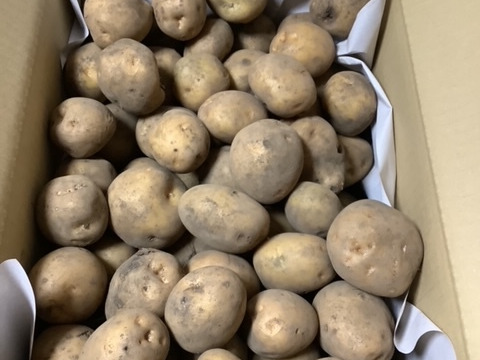 【在庫処分】栽培期間中農薬不使用・自然栽培　キタアカリ　10㎏170個程度