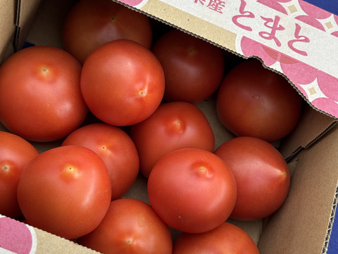 味わい深い甘み。さきたまトマト  1kg