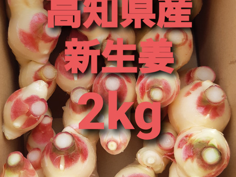農家直送　高知県産新生姜　2kg
