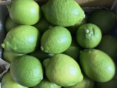 防腐剤、ワックス不使用　皮ごと使用  広島県産綺麗なレモン良品　２ｋｇ(約20個入）
