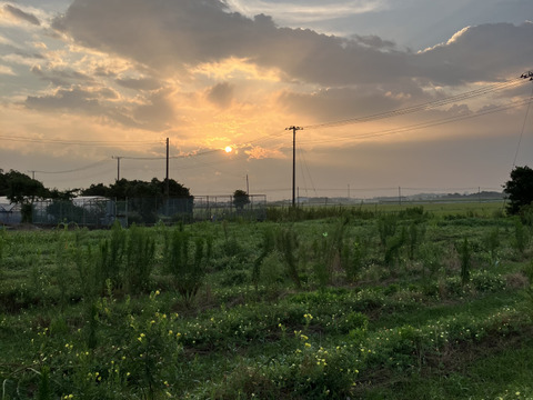 千葉県産　旨みたっぷり濃厚味噌！530g　マルカワ味噌有機白米麹　使用