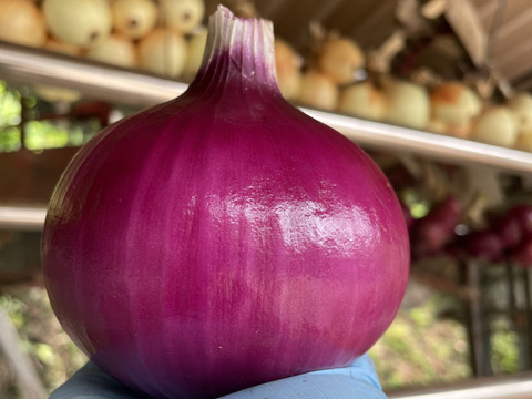 サラダに最高！赤玉ねぎ【農薬不使用  赤玉ねぎ】2kg 兵庫県丹波産 米農家のこだわり有機肥料使用！化学肥料不使用 大きさいろいろ◎発送時間指定可◎薄皮がパラパラ落ちない！