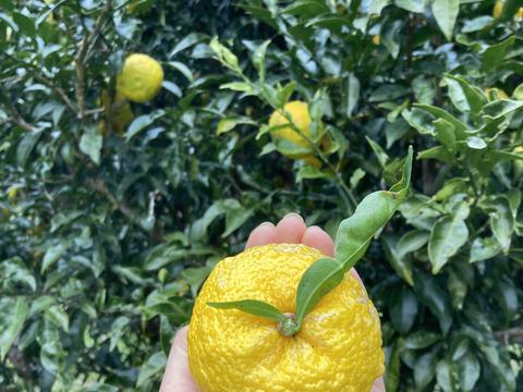 【高知県産】ゆず　5㎏　【木熟れ完熟】＃栽培期間中農薬・化学肥料不使用