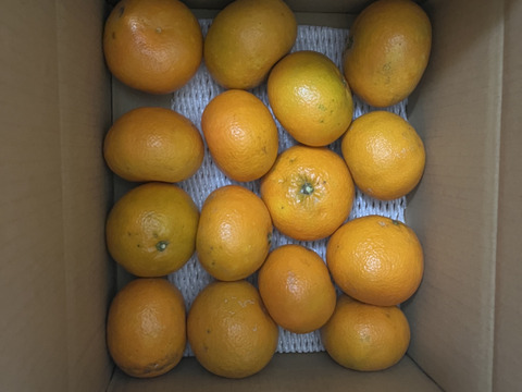 そら伊予柑【癒される香り】愛媛産 伊予柑 訳あり 4kg