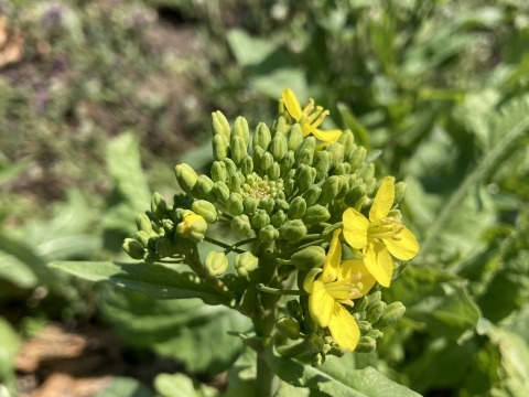 【栽培期間中　農薬不使用】春だけのごちそう！白菜＆野沢菜の菜花セット(60サイズに入るだけ)