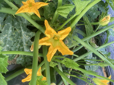 1kg4〜6本入り緑ズッキーニ!