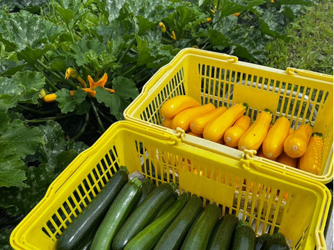 【化学農薬・化学肥料不使用】ズッキーニ2色セット約1.8Kg（８~１０本入）