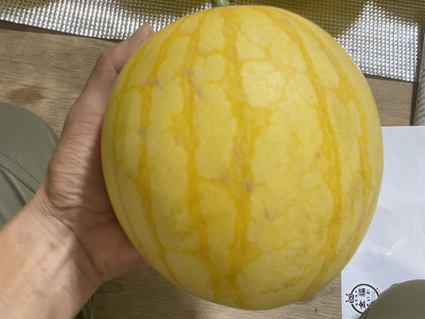 [訳ありM玉６個入り箱][外観傷]
高糖度でシャリっと美味しい。種はほとんどありません。薄皮で皮際まで美味しい金色に輝く金福すいか-福井市特産品-