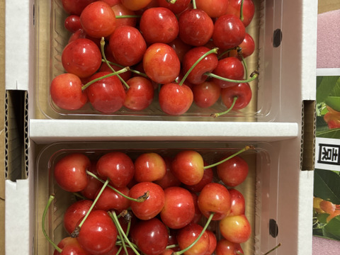 【発送は６月下旬～】さくらんぼ 紅秀峰３５０ｇ×２「訳ありですが味に自信あり!!」