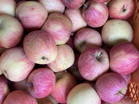 超遅もぎ丸かじりサイズ葉取らずサンふじ箱込み6キロ以上
家庭用訳あり　農薬半減栽培で安心安全！　すぐ発送！