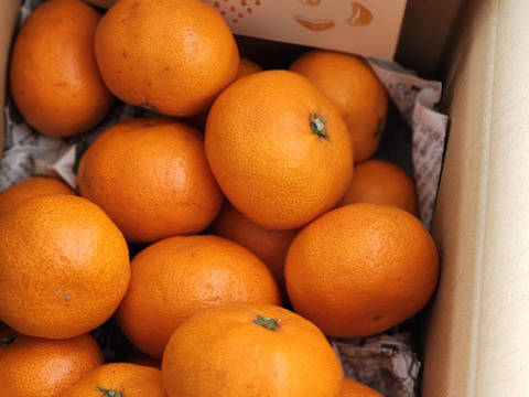 【福袋】まどんな1.5kgと愛媛みかん2kg(合計3.5kg) 食べ比べセット こたつで食べたい！みかん・まどんなセット