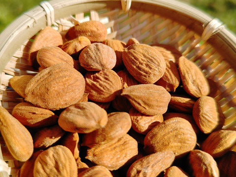 山形県産マルコナアーモンド殻付き　500g