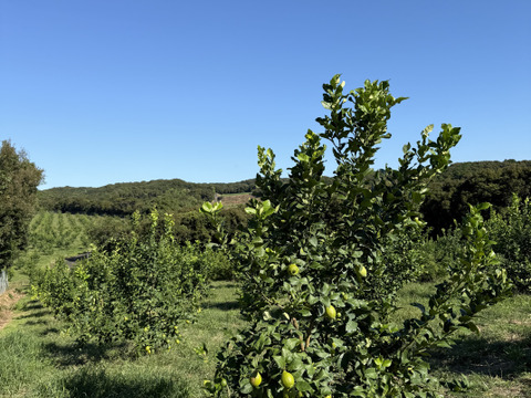 【天皇杯受賞農家】高知県大月町産・農家直送 こじゃんとレモン 5kg（化学肥料/防腐剤/ワックス不使用）
