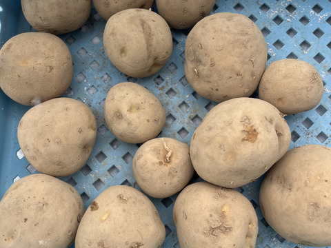 北海道産　じゃがいも(キタカムイ) 10kg B品　サイズ混合