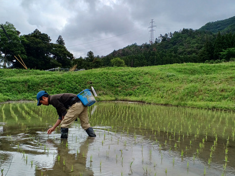 自然栽培　ハッピーヒル　１０ｋｇ　農薬不使用「令和６年産」