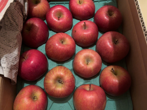 【毎年１万箱以上売れてます】約１０キロ 青森県産りんご「樹上完熟葉とらずふじ」家庭用厳選品