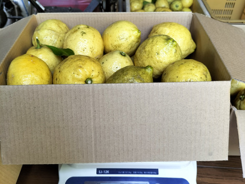 【訳あり】広島県産「これが夏レモン」《約18〜20個入》4kg以上