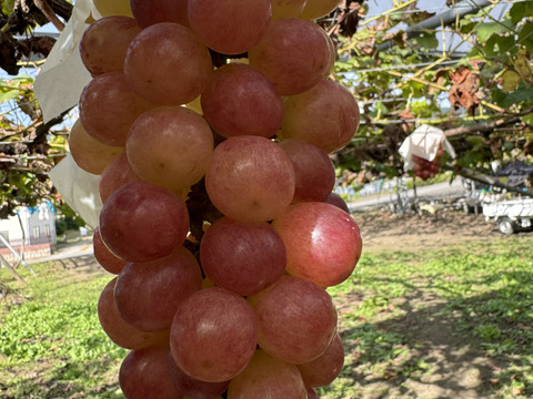 【夏ギフト】産地直送！山梨県産コトピー1kg