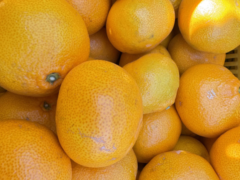 ［訳あり］美味さそのまんまみかん　5kg