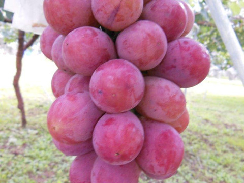 甘みと酸味のバランスが良い「ナガノパープル」4～5房約2ｋｇ