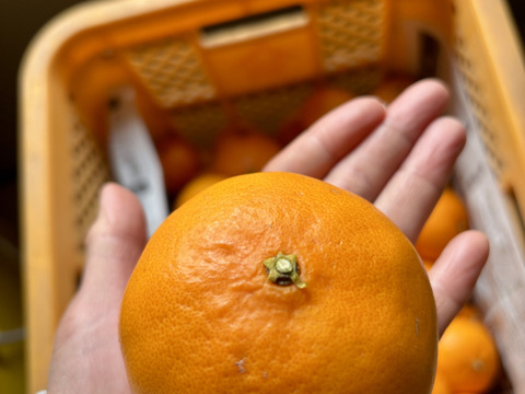 🍊【訳あり】【家庭用】せとか🍊（小玉・2キロ箱込み）