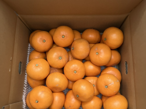 【訳あり】そらせとか 天空の果樹園より極上の愛媛産せとか 5kg