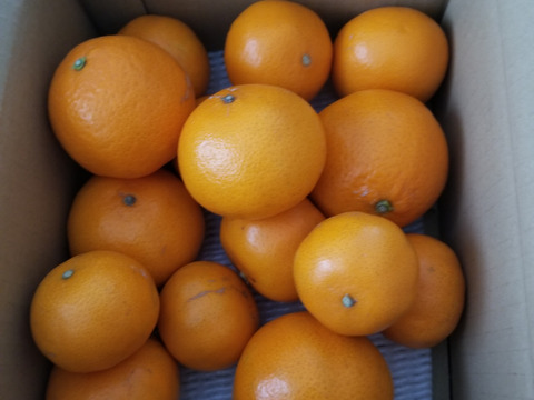 せとかの親品種で話題！やみつきになる「甘み」と「味わい」！「蜜之望（みつののぞみ）」　サイズ混合　お試し品　約２ｋｇ【345】