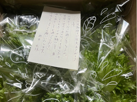 【NEW！】お試し食べきりサイズ！京都伏見産シャキシャキ水耕レタス(500〜600g)