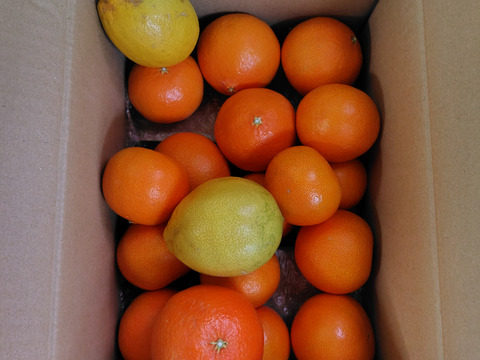 箱込約3㌔　プリンセス（甘平×マドンナ）　家庭用